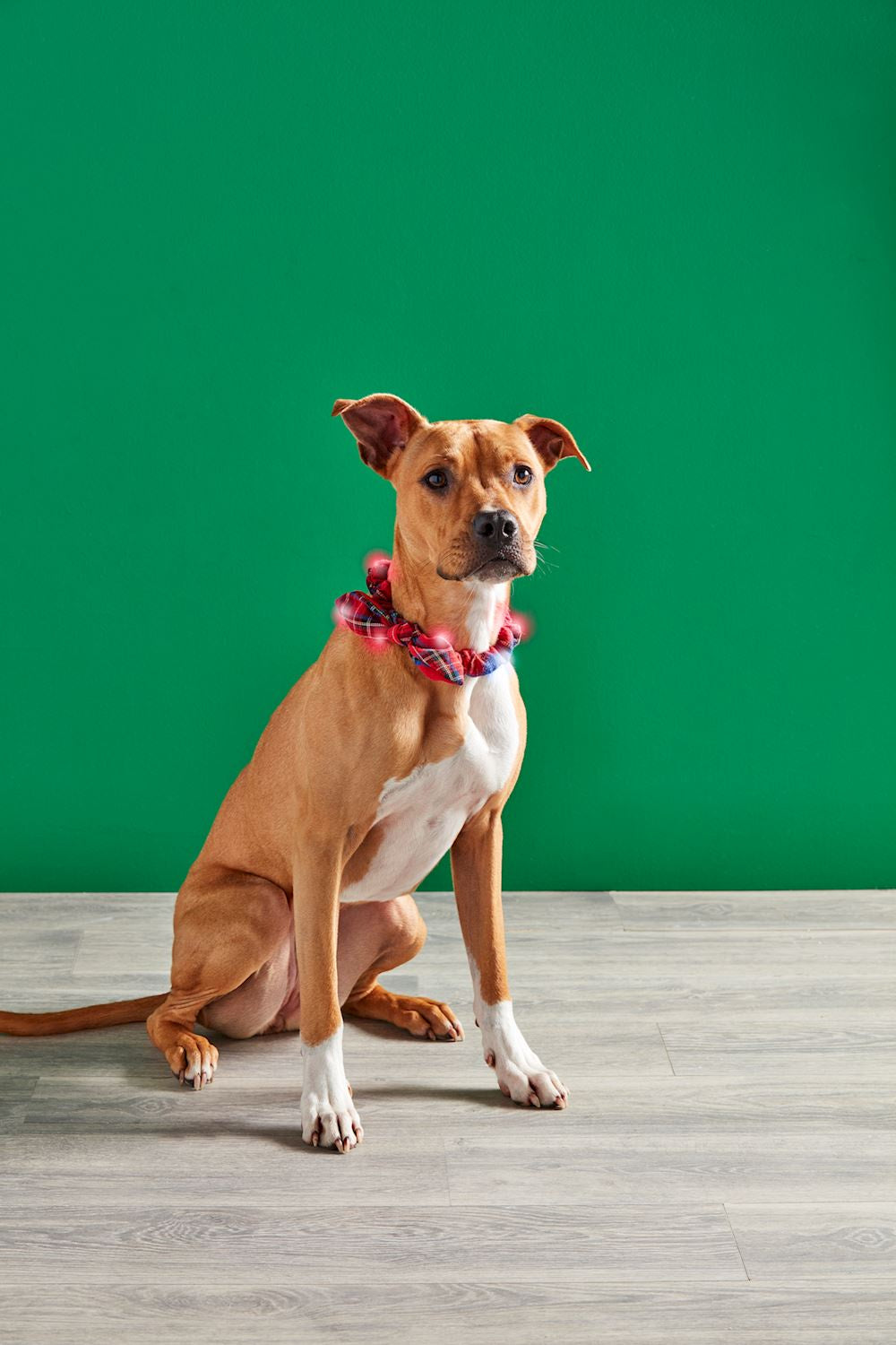 Tartan Light Up Dog Collar